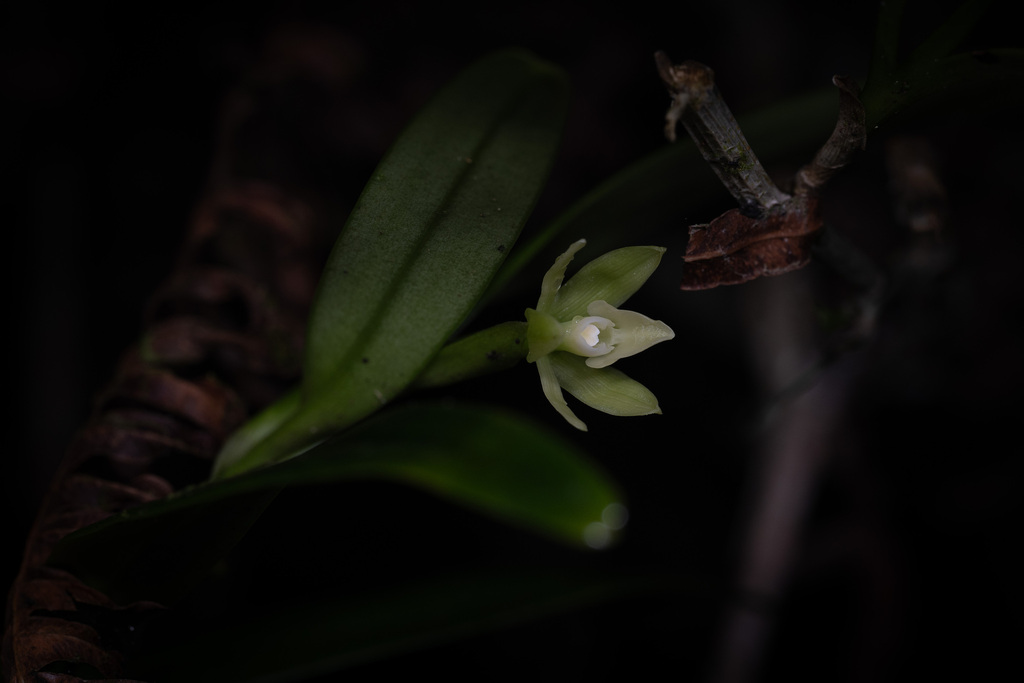 Epidendrum antillanum Ackerman & Hágsater 2