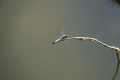 Orthetrum albistylum speciosum