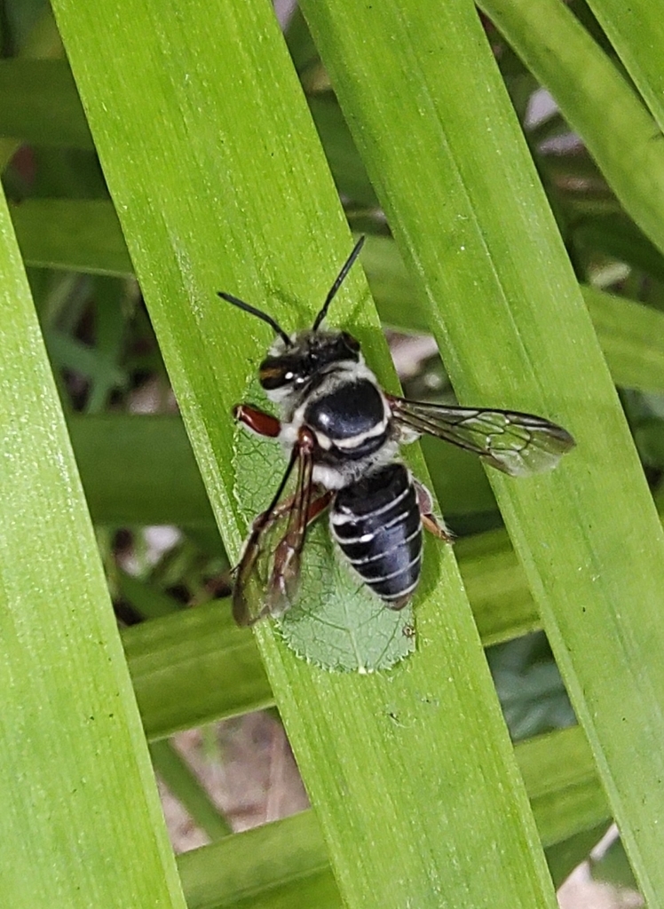 Tylomegachile