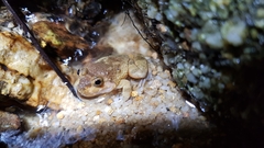 Limnonectes hascheanus