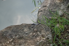 Orthetrum albistylum speciosum