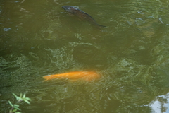 Cyprinus rubrofuscus