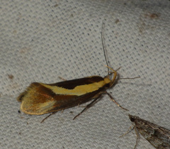 Harpella forficella