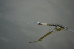 Paracercion calamorum