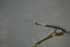 Paracercion calamorum