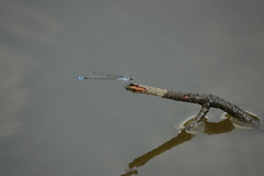 Paracercion calamorum