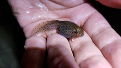 Leptobrachium hendricksoni