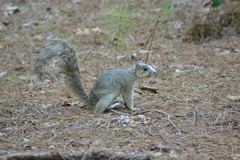 Sciurus niger cinereus