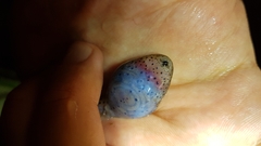 Leptobrachium hendricksoni