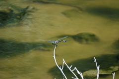 Sinictinogomphus clavatus