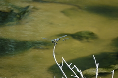 Sinictinogomphus clavatus