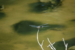 Sinictinogomphus clavatus