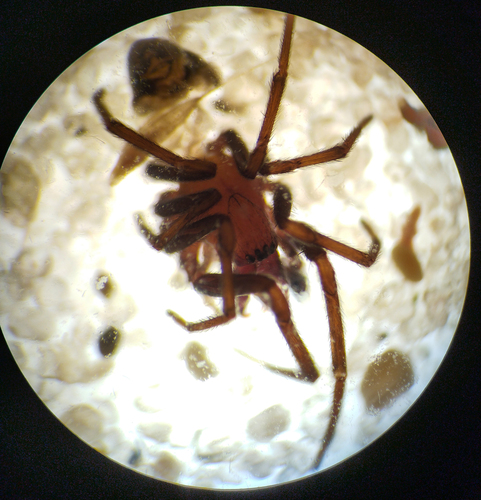 Titanoeca hispanica