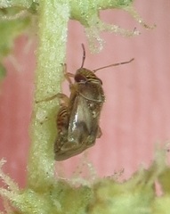 Coridromius chenopoderis