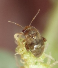 Coridromius chenopoderis