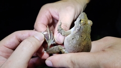 Limnonectes blythii