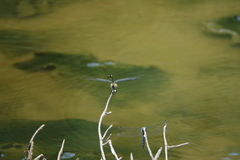 Sinictinogomphus clavatus