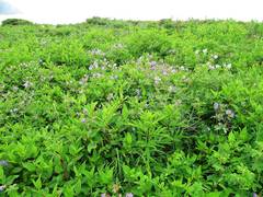 Geranium platyanthum