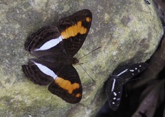 Adelpha jordani