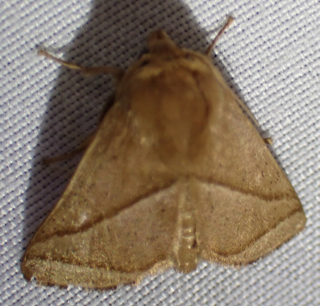 Natada subpectinata
