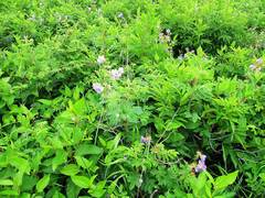 Geranium platyanthum