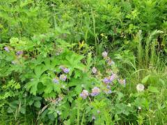 Geranium platyanthum