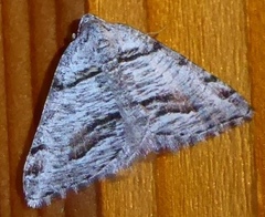 Macaria colata
