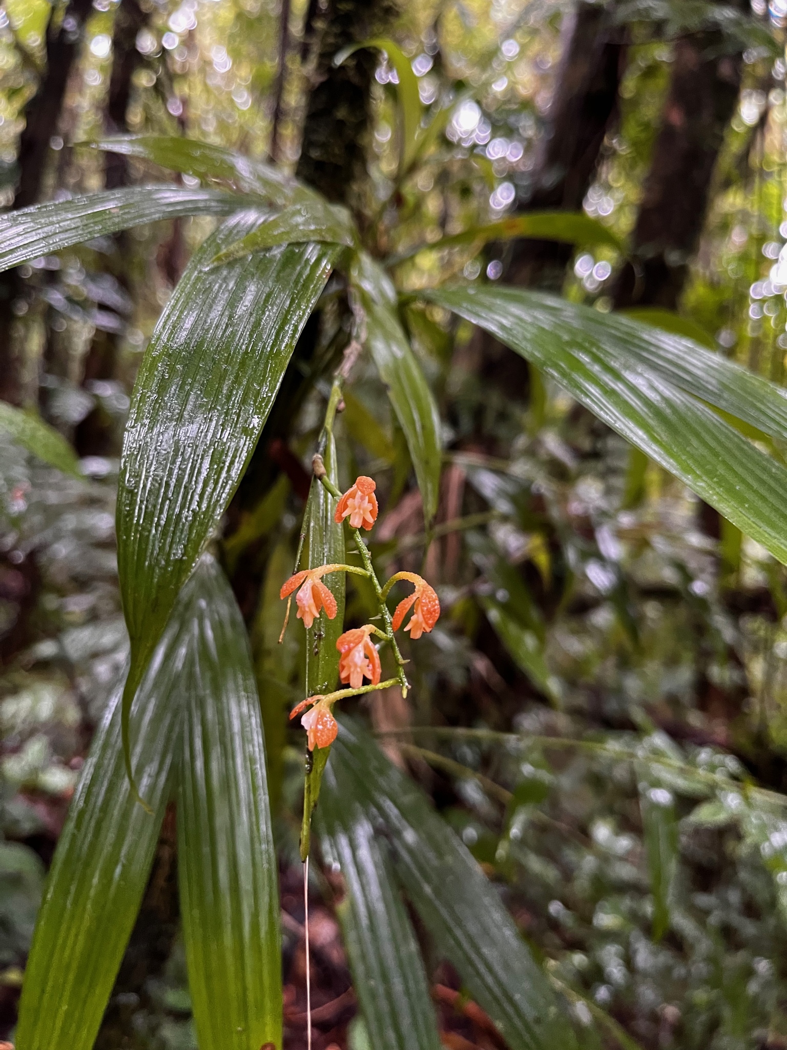 Epidendrum myodes Rchb.f.