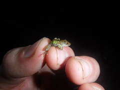 Pristimantis diadematus
