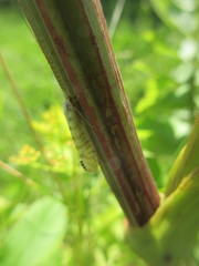Nectopsyche exquisita