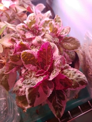 Hemigraphis alternata