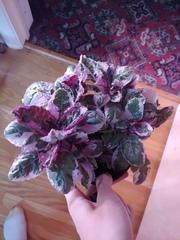 Hemigraphis alternata