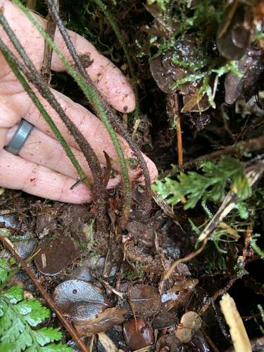 Callistopteris baldwinii observed 2024-08-17
