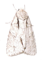 Acronicta lobeliae