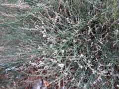 Polygonum equisetiforme