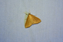 Ostrinia nubilalis