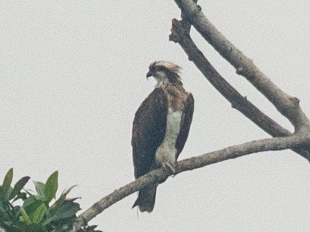 Osprey