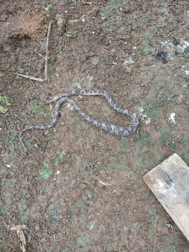 Rainforest Cat-eyed Snake