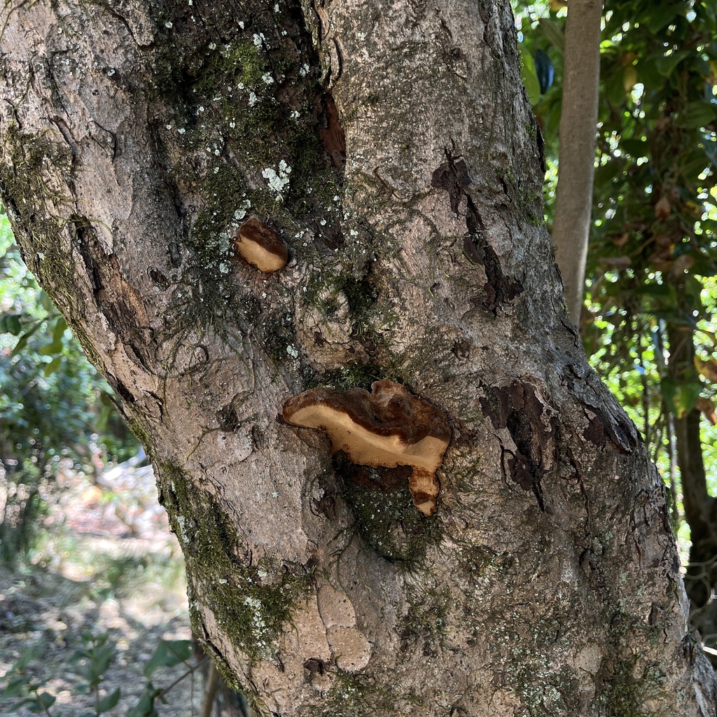 Phylloporia boldo · January 2025 · photo: © cristianriquelme (iNaturalist, cc-by)