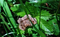 Metarranthis refractaria