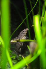 Botia striata