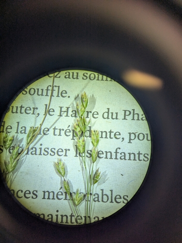 Image of Poa flexuosa by no rights reserved