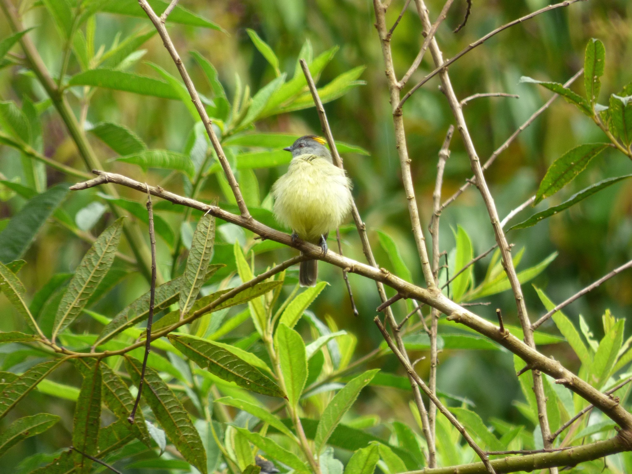 Yellow-crowned Tyrannulet illustration