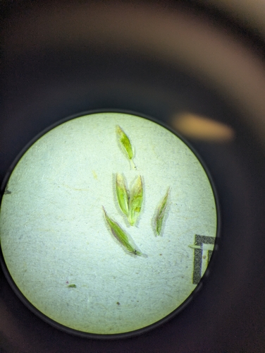 Image of Poa flexuosa by no rights reserved