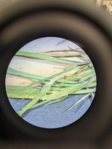 Image of Poa flexuosa by no rights reserved