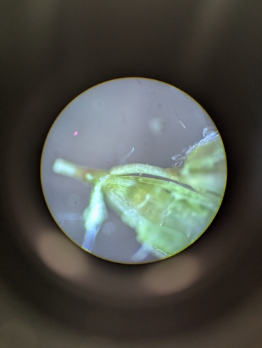 Image of Poa flexuosa by no rights reserved