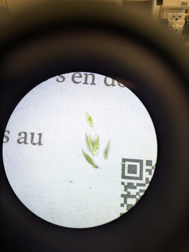 Image of Poa flexuosa by no rights reserved