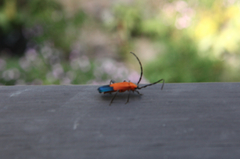 Pseudothonalmus terminalis