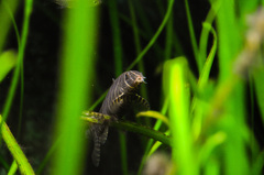 Botia striata
