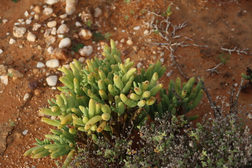 Image of Augea capensis by (c) Tony Rebelo, some rights reserved (CC BY-SA)
